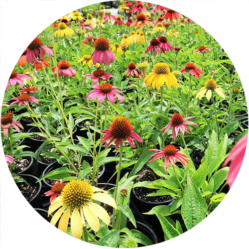 Several Coneflowers with a variety of bloom colors.